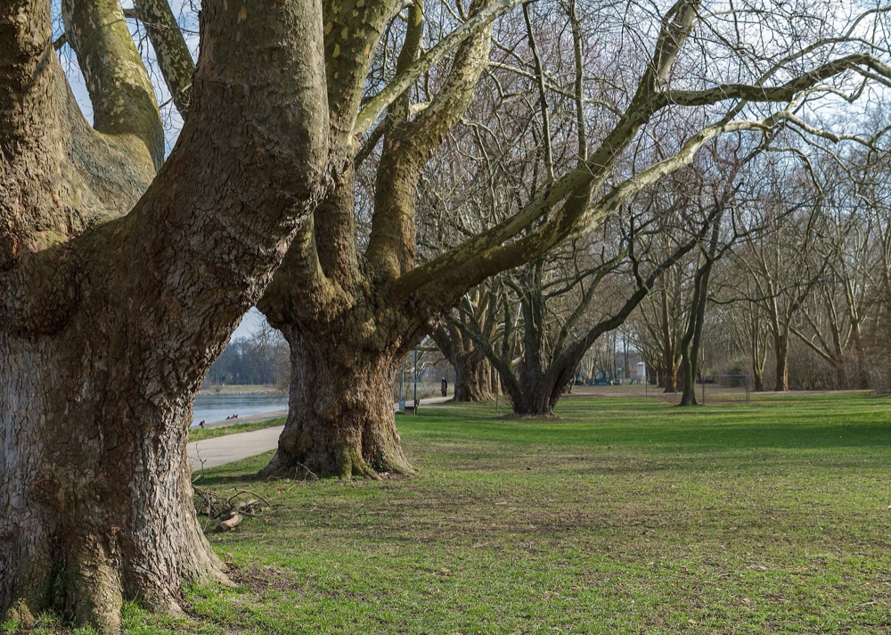Parkinsel